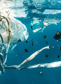 Image montrant les déchets et les poissons qu'il y a dans l'océan